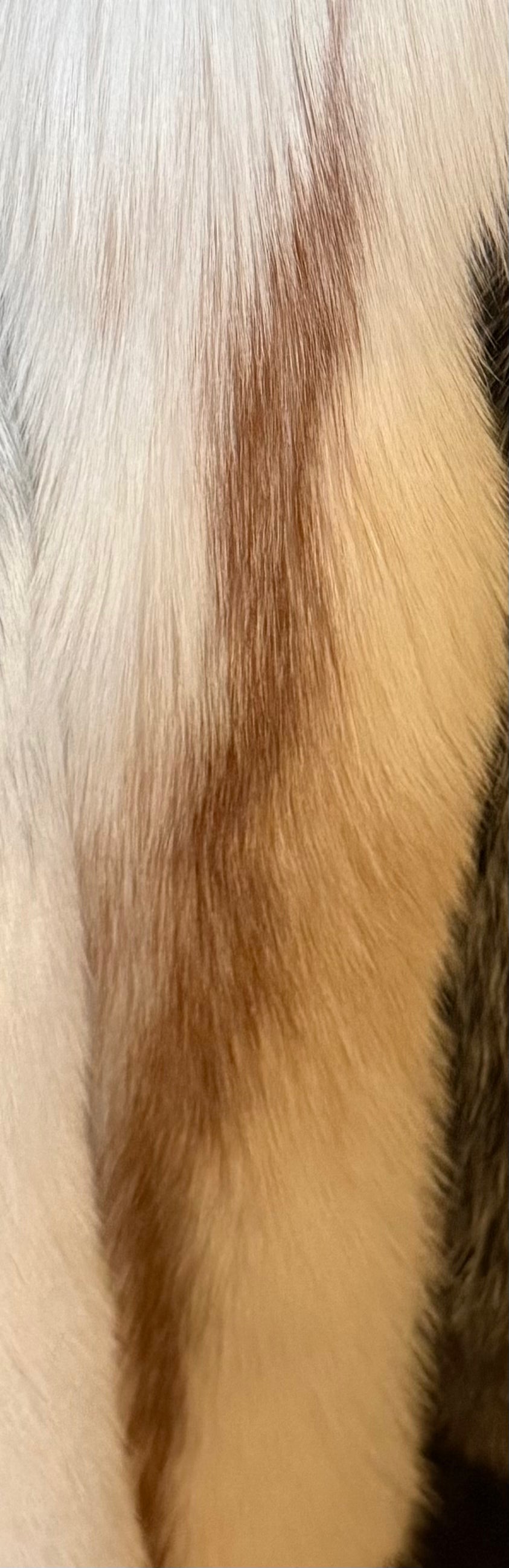 Ranch Arctic Marble Fox