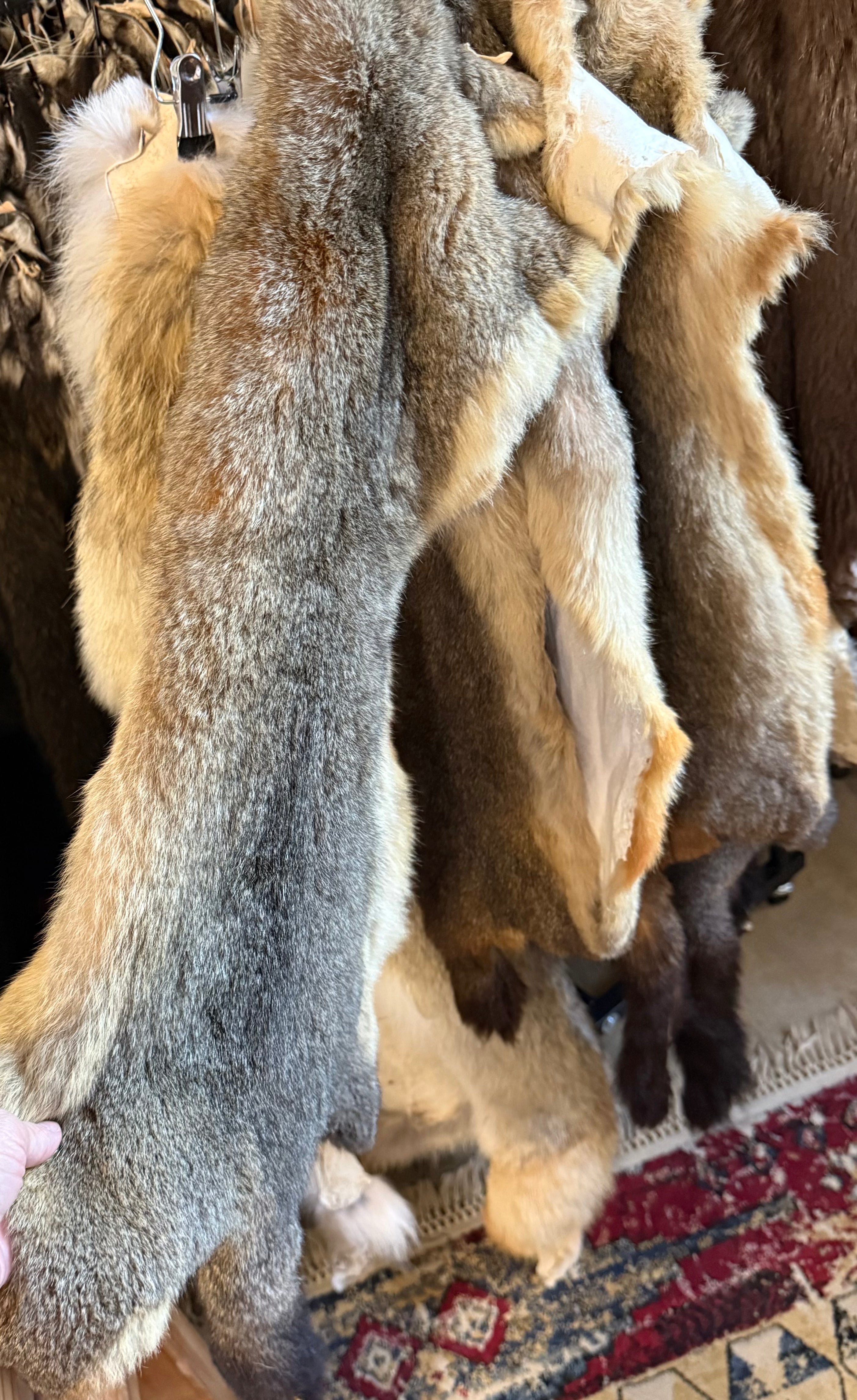 Western Wild Grey Fox - Pelt