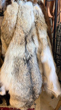 Premium Western Coyote