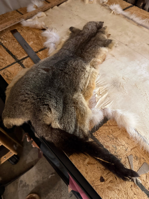 Australian Opossum - Split Pelt